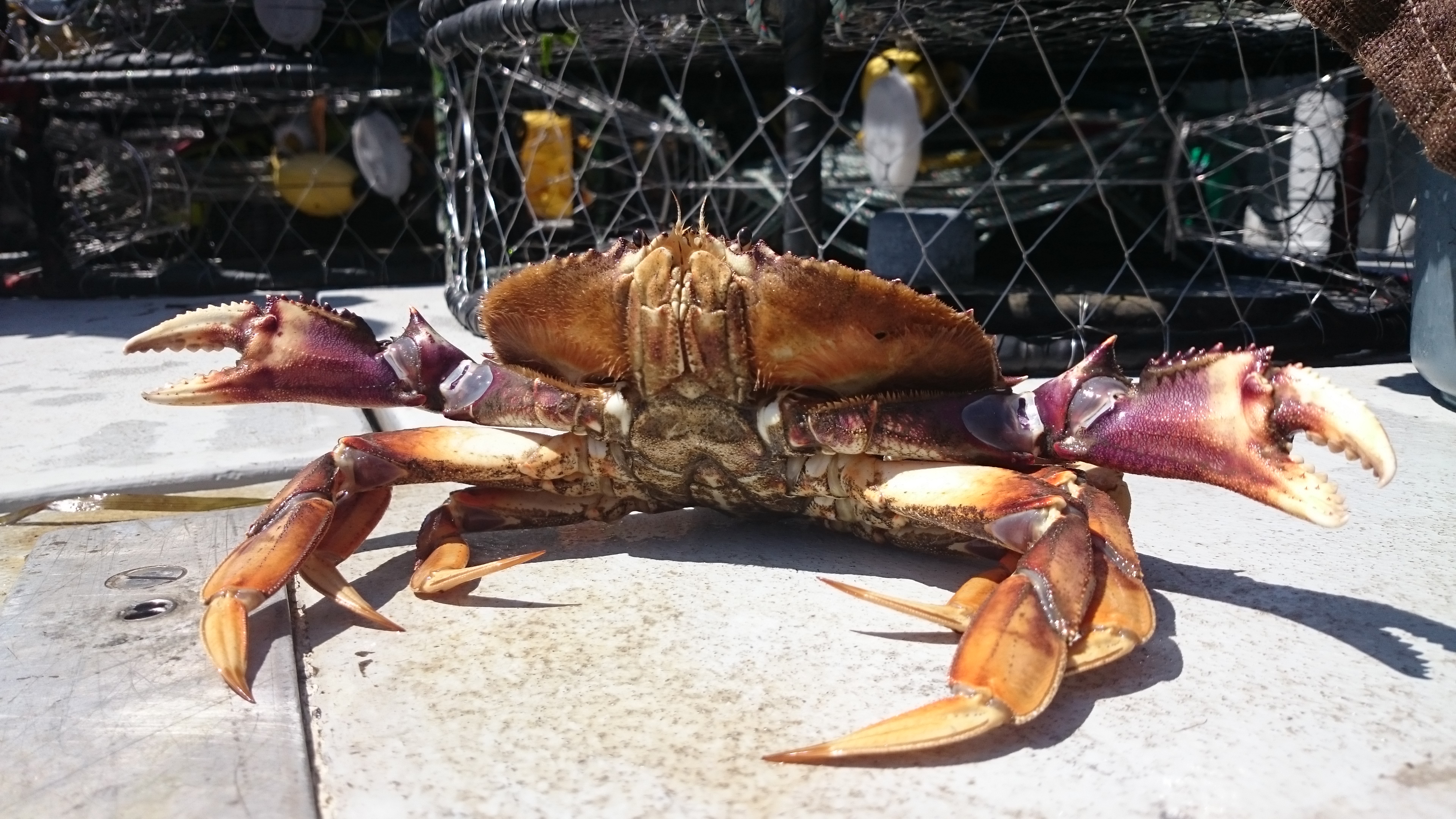 Natural Resources - A vividly, beautiful close-up view of a Dungeness crab, displaying its powerful, purplish-hued claws 
