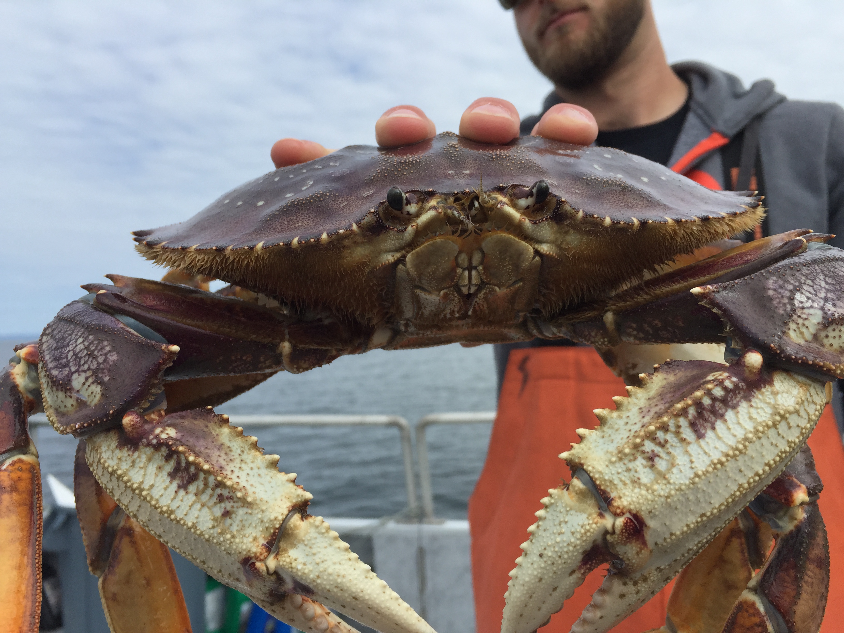 A man holds a large deep red-purplish Dungeness Crab up close to the lens, showing thick powerful claws and a fierce face with beady black eyes