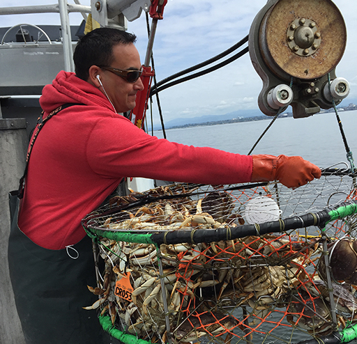 Natural Resource man wearing a red sweatshirt and dark waders wrestles a full crab pot over the boat's edge with the aid of a pulley system