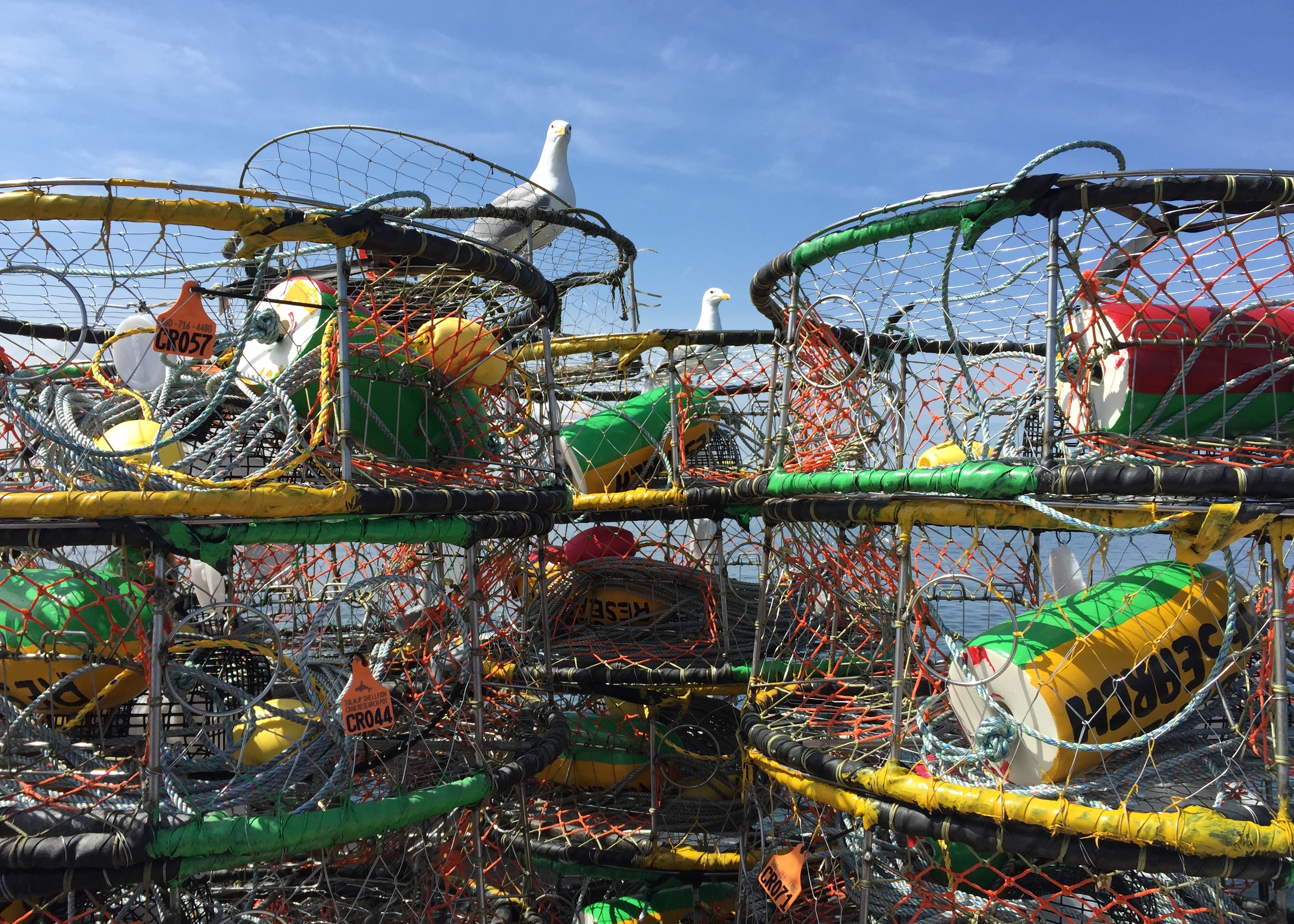 Tulalip Natural Resources Department image of crabs, four