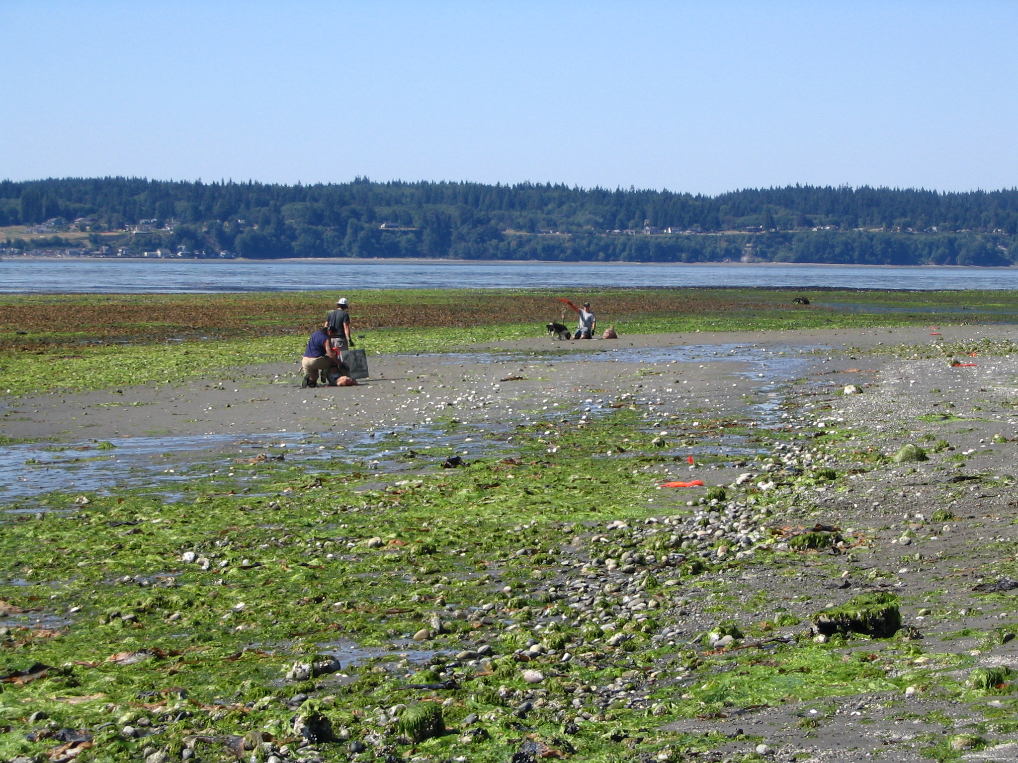 Tulalip Natural Resources Department image of shellfish, one
