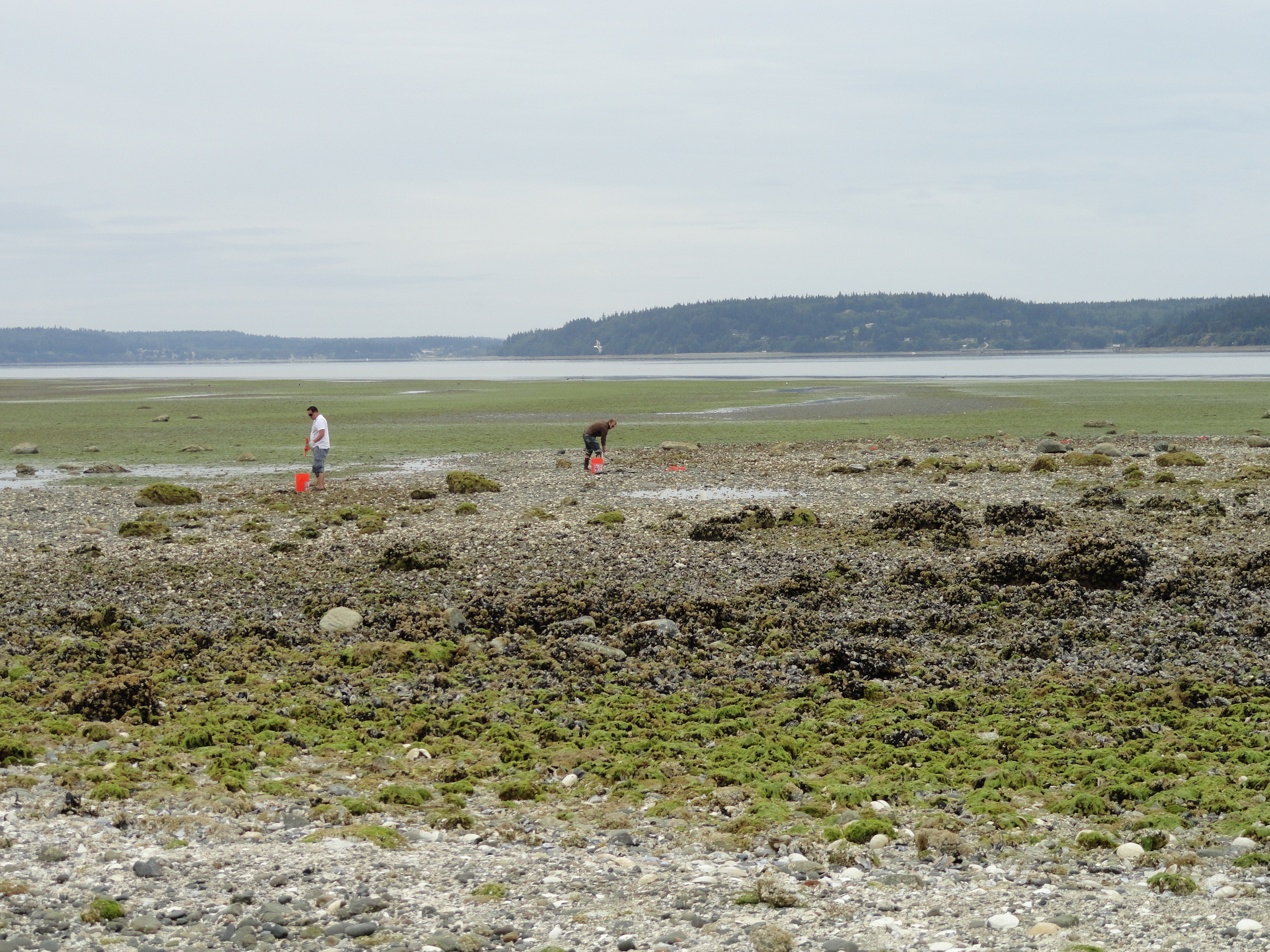 Clams and oysters are harvested primarily for ceremonial and subsistence purposes only