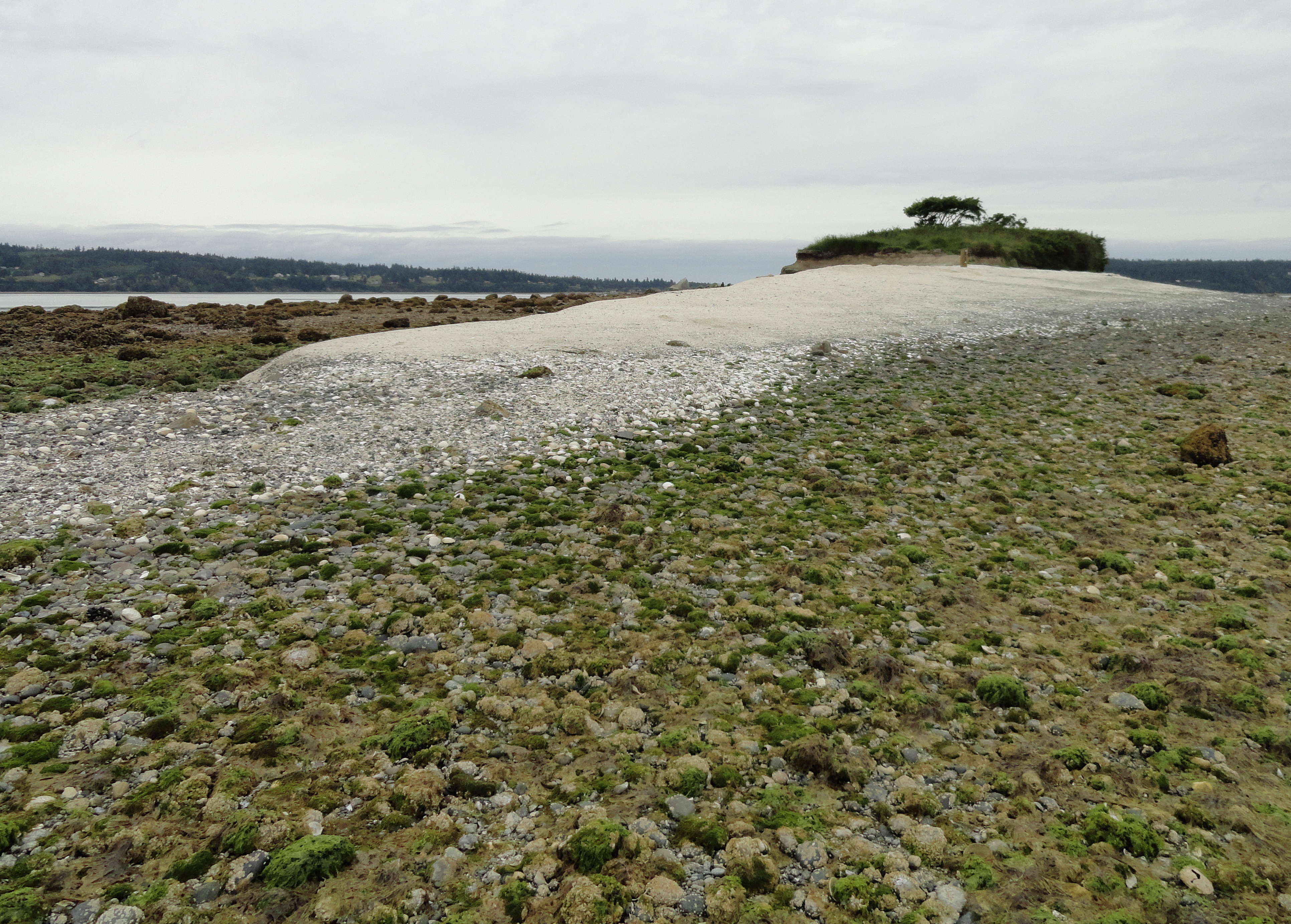 Two people collecting clams on a rocky, seaweed-covered shoreline during low tide, with a distant view of a forested coastline and calm waters under a cloudy sky