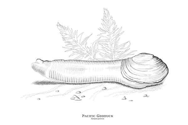 Tulalip Natural Resources - artistic line drawing of the Pacific Geoduck. The largest burrowing clam in the world can live up to 145 years.