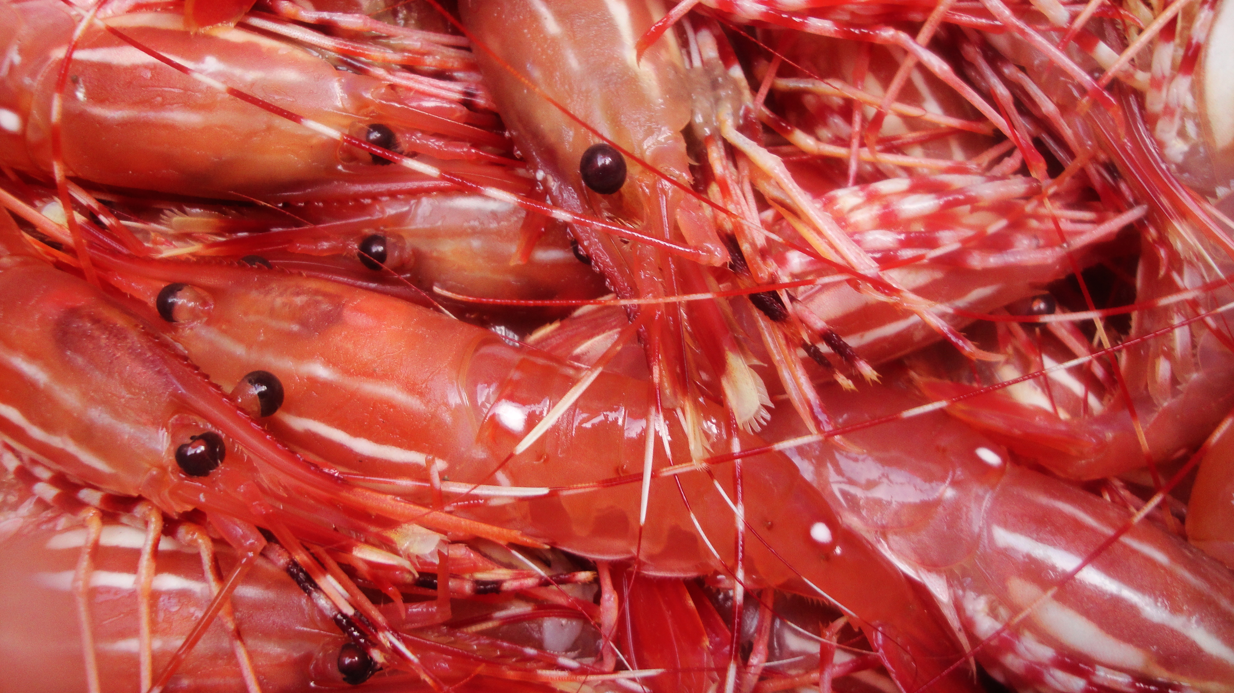 Close-up of hundreds of shrimp piled high with bright reddish-orange color, distinctive white stripes, and black beaded eyes. 