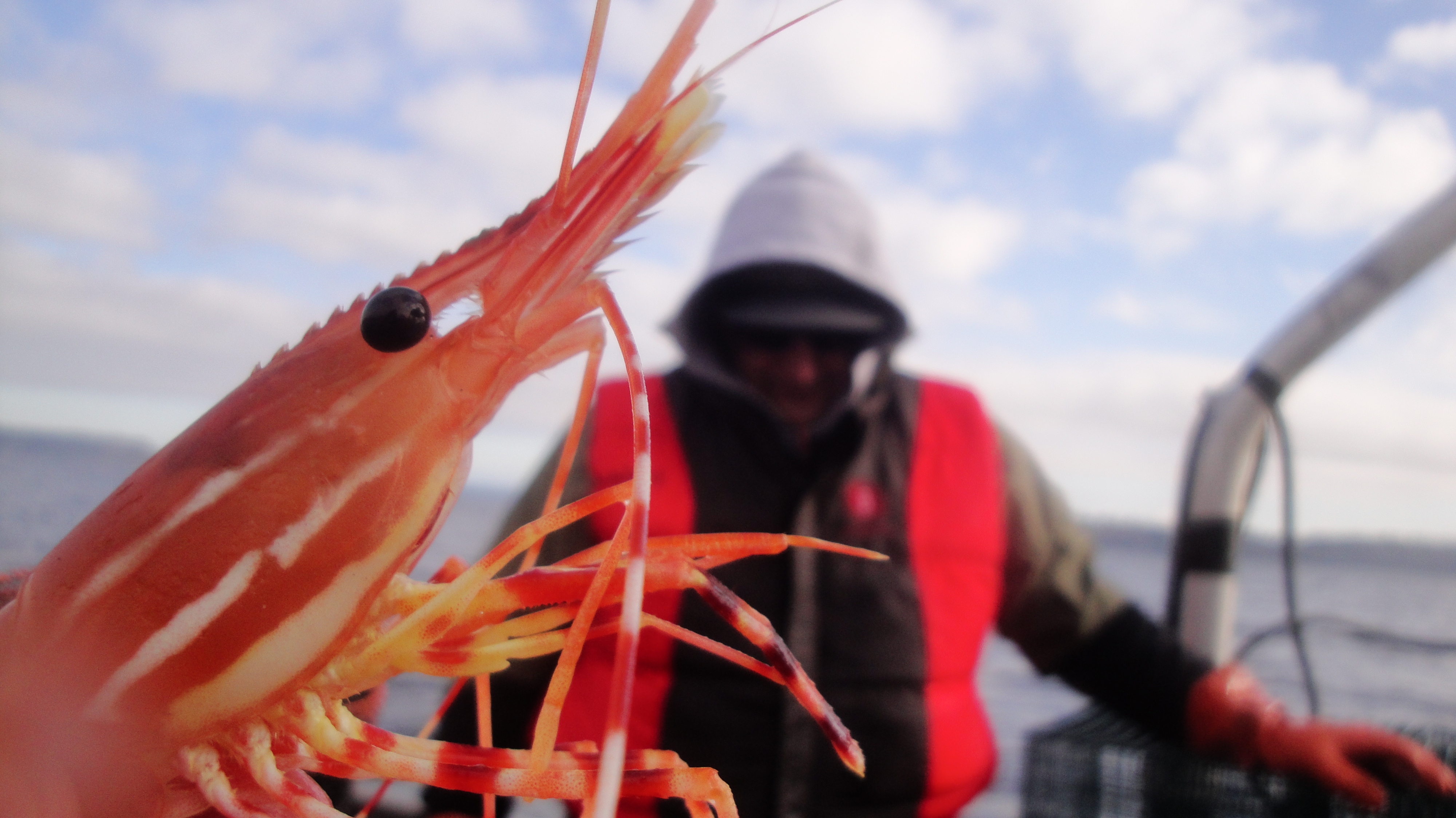 Detailed up-close side view of lovely shrimp, posing with a beady black eye on a white-striped, orange-red body with reaching legs and searching antennas 