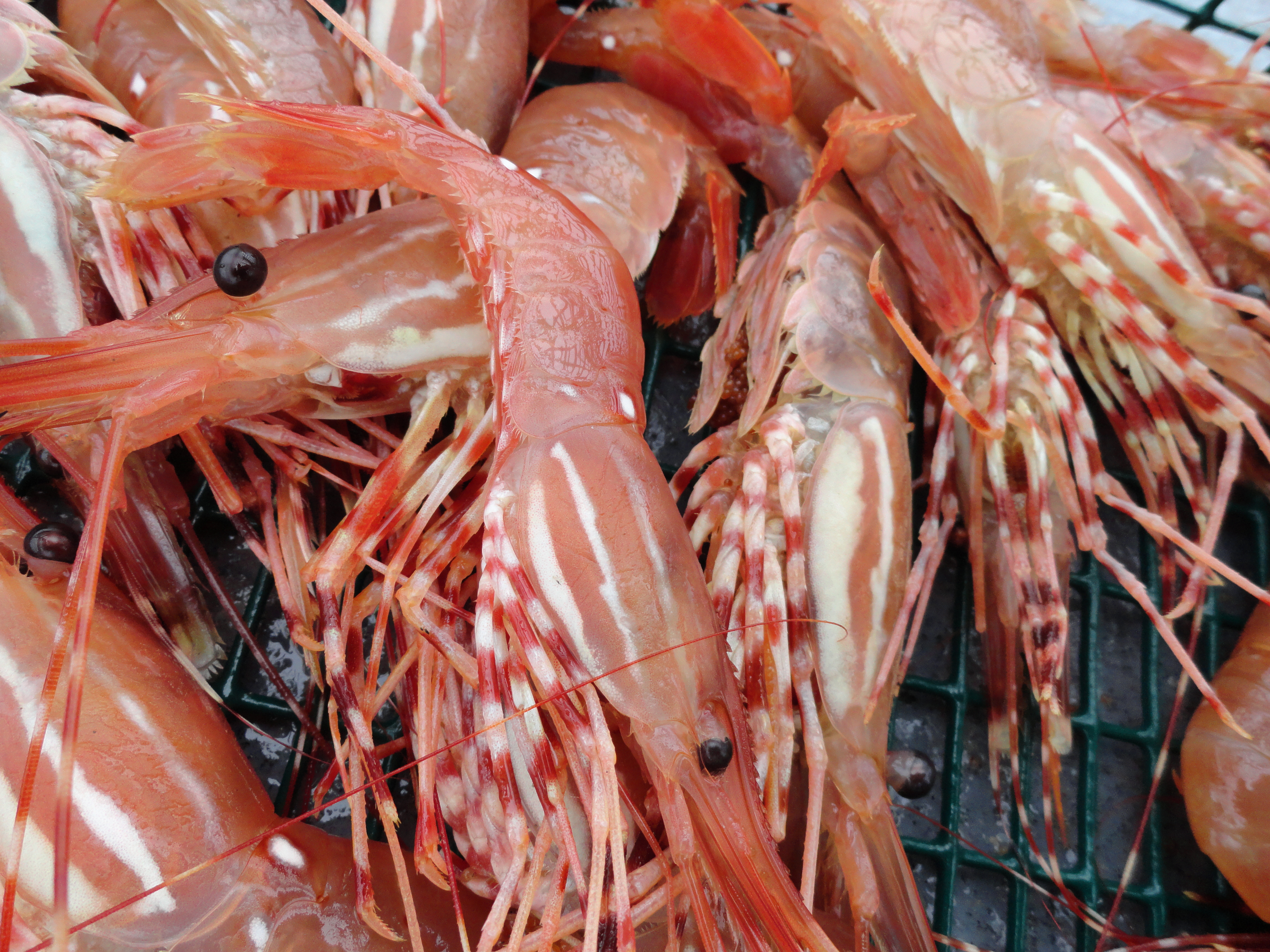 Tulalip Natural Resources Department image of shrimp, four
