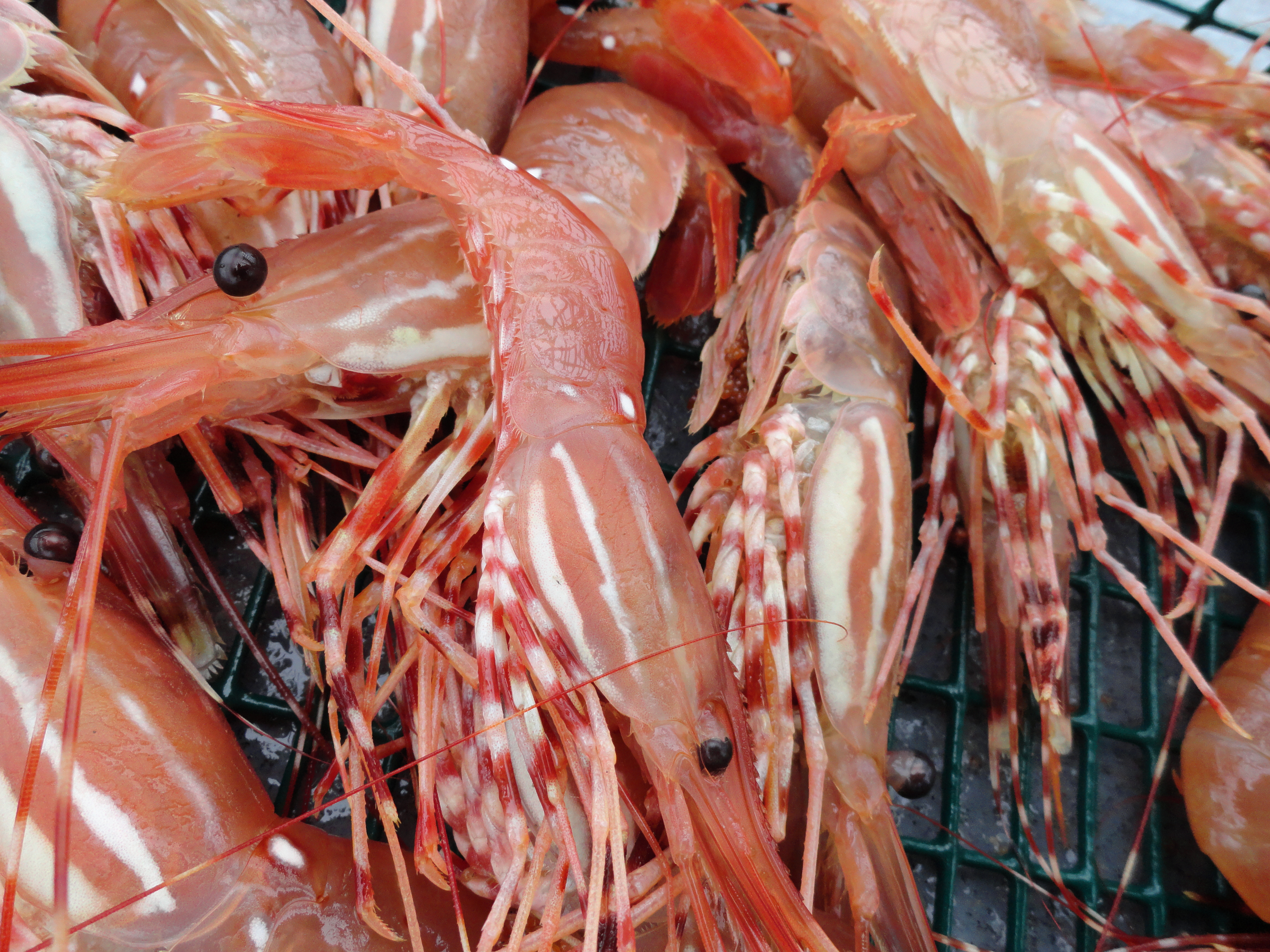 Tulalip Natural Resources Department close-up of a pile of orange-red shrimp with white strips on their bodies and legs
