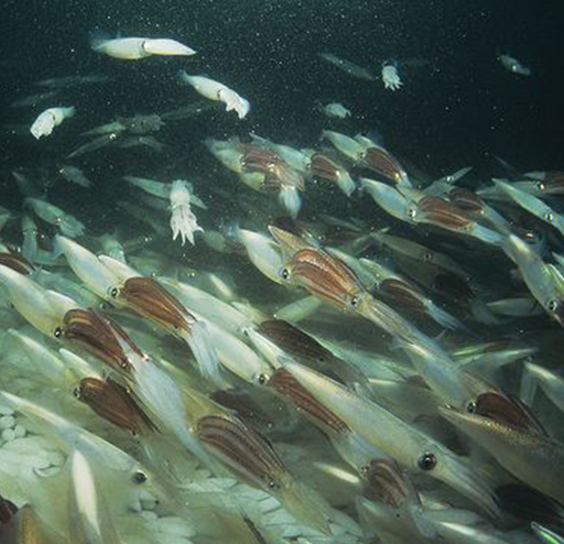 An awesome underwater vision of thousands of Loligo Opalescens shoal of squid, displaying the beautiful colors of pearl and some with reddish-brown stripes