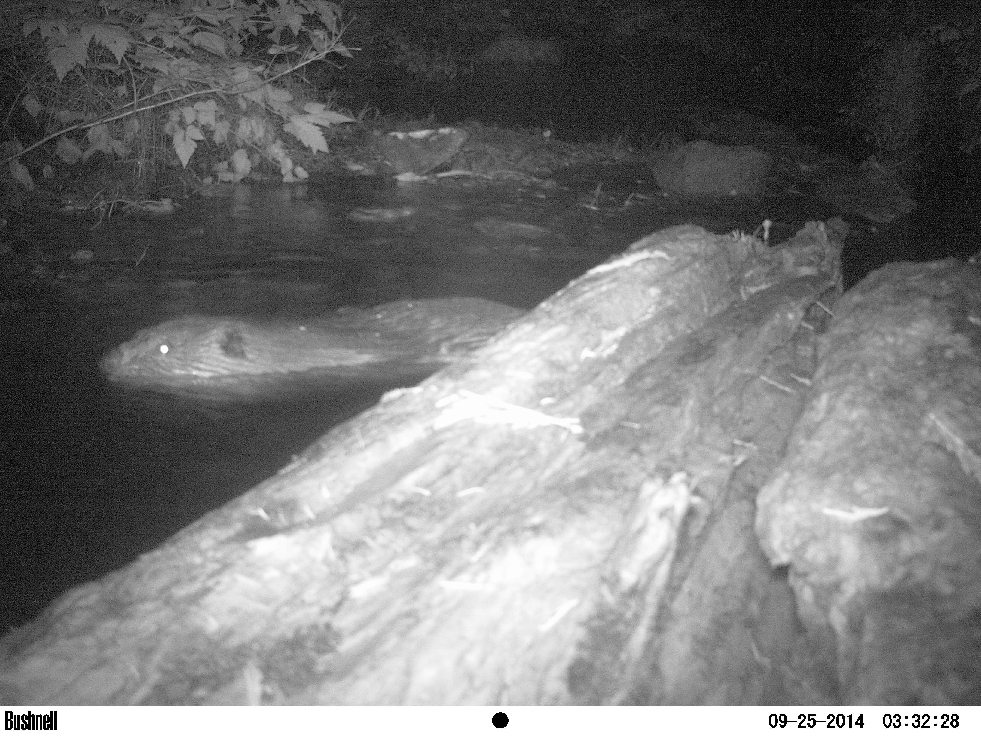 Tulalip Natural Resources Department Wildlife gallery image one