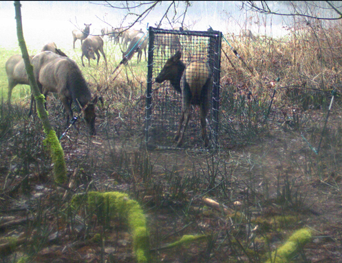 Tulalip Natural Resources Department Wildlife gallery image two