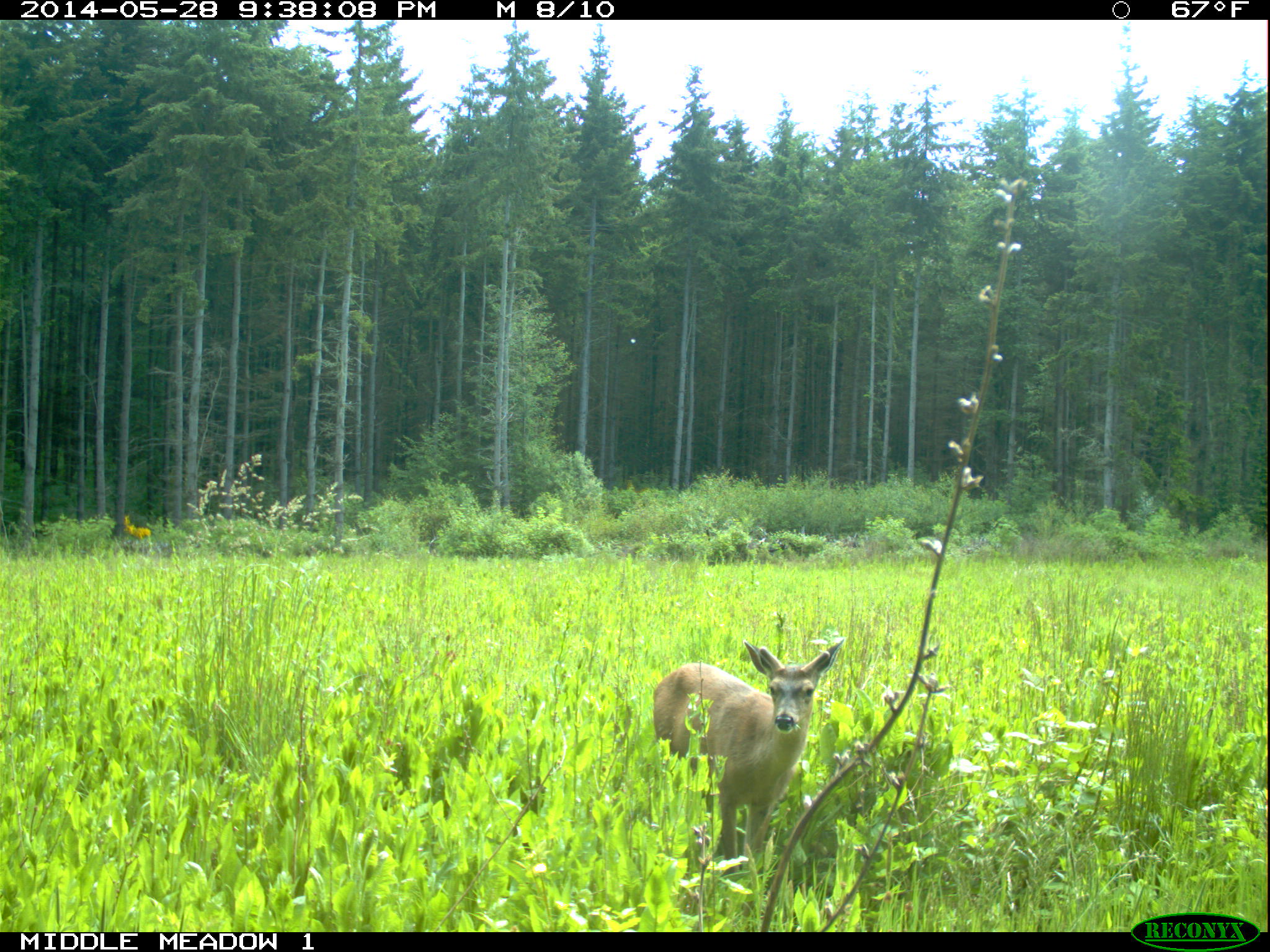 Tulalip Natural Resources Department Wildlife gallery image three