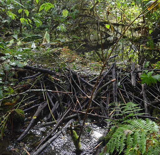 Tulalip Natural Resources Department image of beaver slide 1