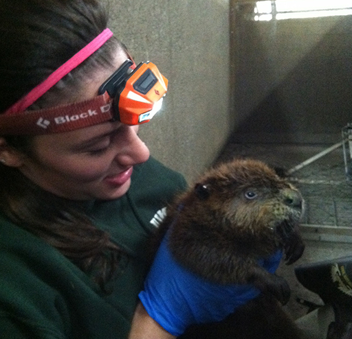 Tulalip Natural Resources Department Beaver gallery image ten