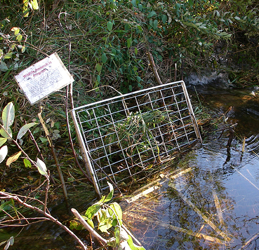 Tulalip Natural Resources Department Beaver gallery image four