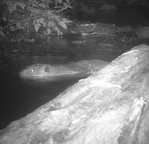 Tulalip Natural Resources Department Beaver gallery image five