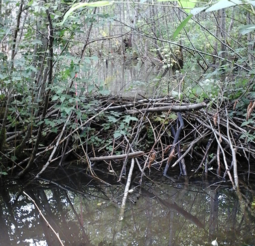 Tulalip Natural Resources Department Beaver gallery image six