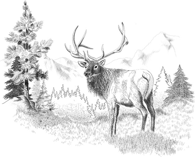 Sketch of a North American elk surrounded by a forest with the majestic Cascade Mountains in the distance. 