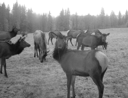 North American elk have been an important cultural resource for the native tribes of Western Washington