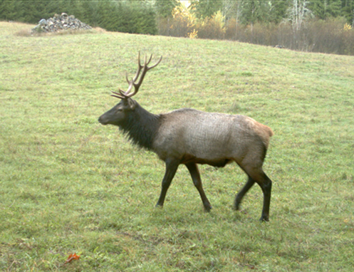 Tulalip Natural Resources Wildlife Elk slider image 11
