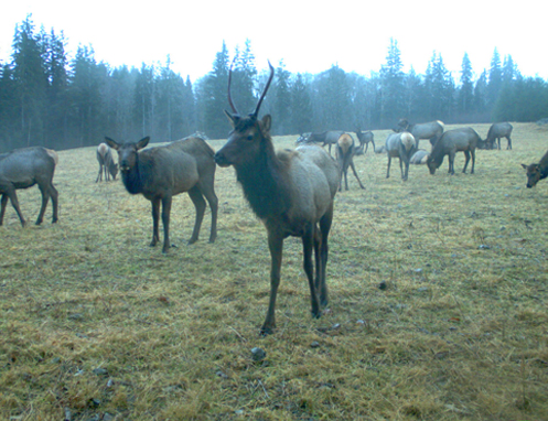 Tulalip Natural Resources Wildlife Elk slider image 12