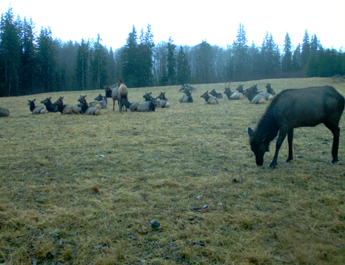 Tulalip Natural Resources Wildlife Elk slider image 13