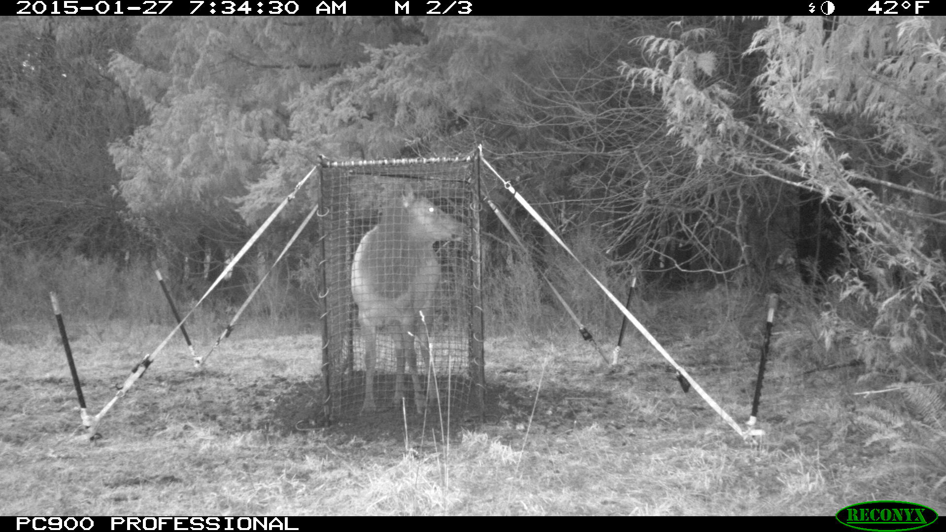 Tulalip Tribes Natural Resources Department news link to Tribes Awarded Grant to Keep Nuisance Elk off Private Property with image of fencing