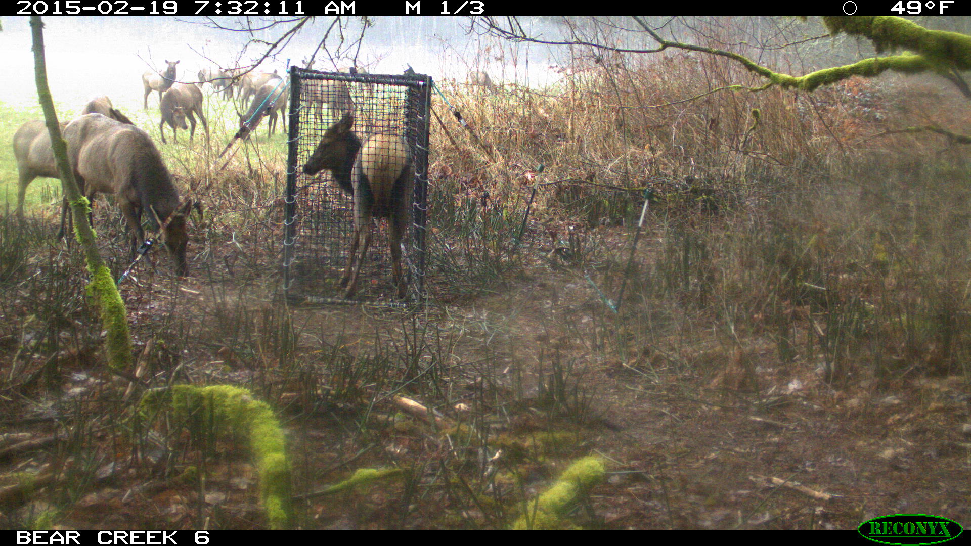 Tulalip Tribes Natural Resources Department news link to Big Fence to Protect Skagit Farm from Elk Herd with image of elk by fencing