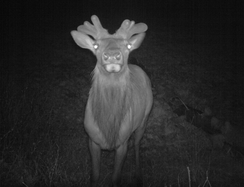 Natural Resources Programs wildlife elk slider 5