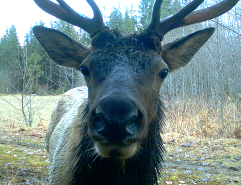 Tulalip Natural Resources Wildlife Elk slider 6