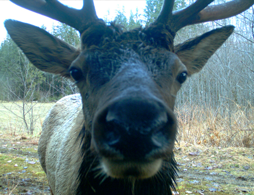 Tulalip Natural Resources Wildlife Elk slider image 7