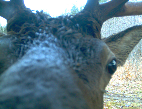 Tulalip Natural Resources Wildlife Elk slider image 8