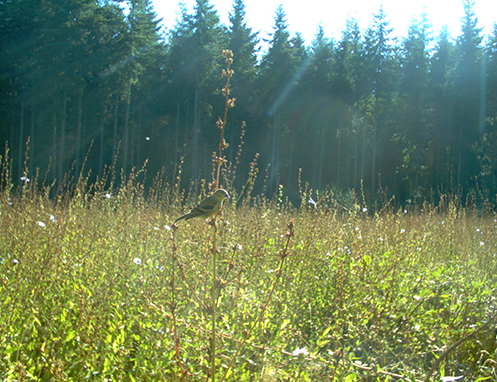 Tulalip Natural Resources wildlife habitat enhancement slide 5