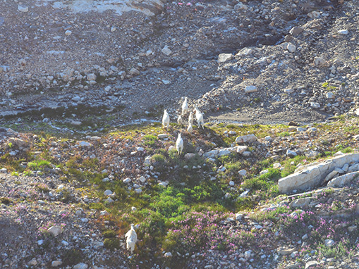 Mountain goats are not true goats but are a species of mountain-dwelling antelope