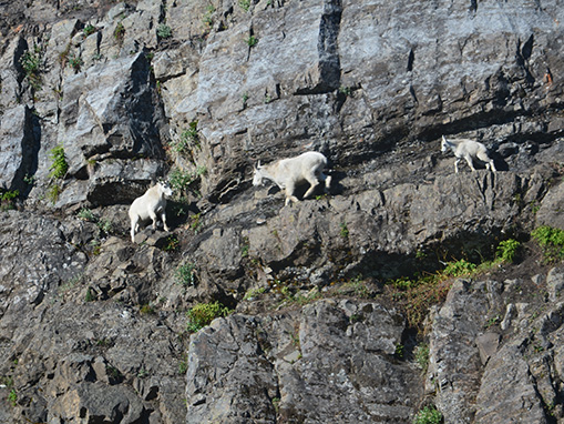 Tulalip Natural Resources Department Mountain Goat gallery image two