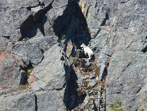 Tulalip Natural Resources Department Mountain Goat gallery image three