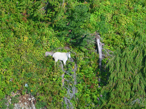 Tulalip Natural Resources Department Mountain Goat gallery image four