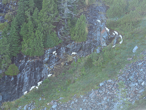 Tulalip Natural Resources Department Mountain Goat gallery image five
