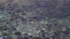 Spawning Pink Salmon