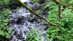 Stillaguamish Tribe Endocrine Disruptor Study