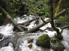 Tulalip Natural Resources video of surveying physical characteristics of streams to determine the likelihood of the presence of fish