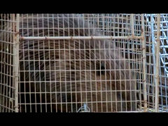 Tulalip Matters: Beaver Relocation Project