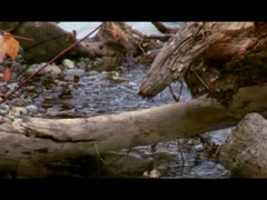 Tulalip Natural Resources video for Tulalip Matters culvert restoration project in the Warm Beach community