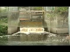 Tulalip Matters: Hatchery Coho Release