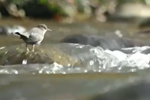 The Tulalip Natural Resources Department collaborated with other government agencies in a project that will allow the Tolt River to create its' own habitat and enhance habitat for fish