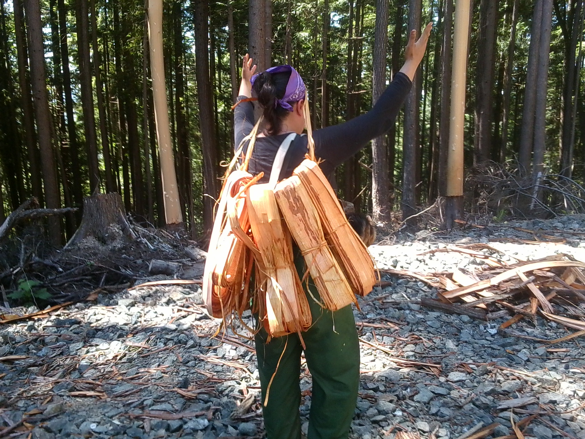 Tulalip Natural Resources Department image of cedar bark harvester