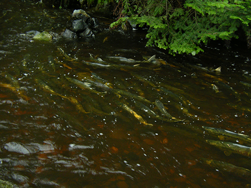 Tulalip Natural Resources Department wetlands gallery, image ten