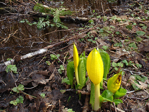 Tulalip Natural Resources Department wetlands gallery, image eleven