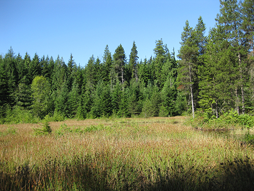 Tulalip Natural Resources Department wetlands gallery, image twelve