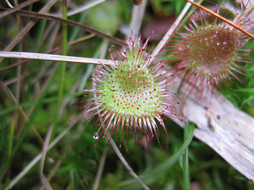 Tulalip Natural Resources Department wetlands gallery, image thirteen